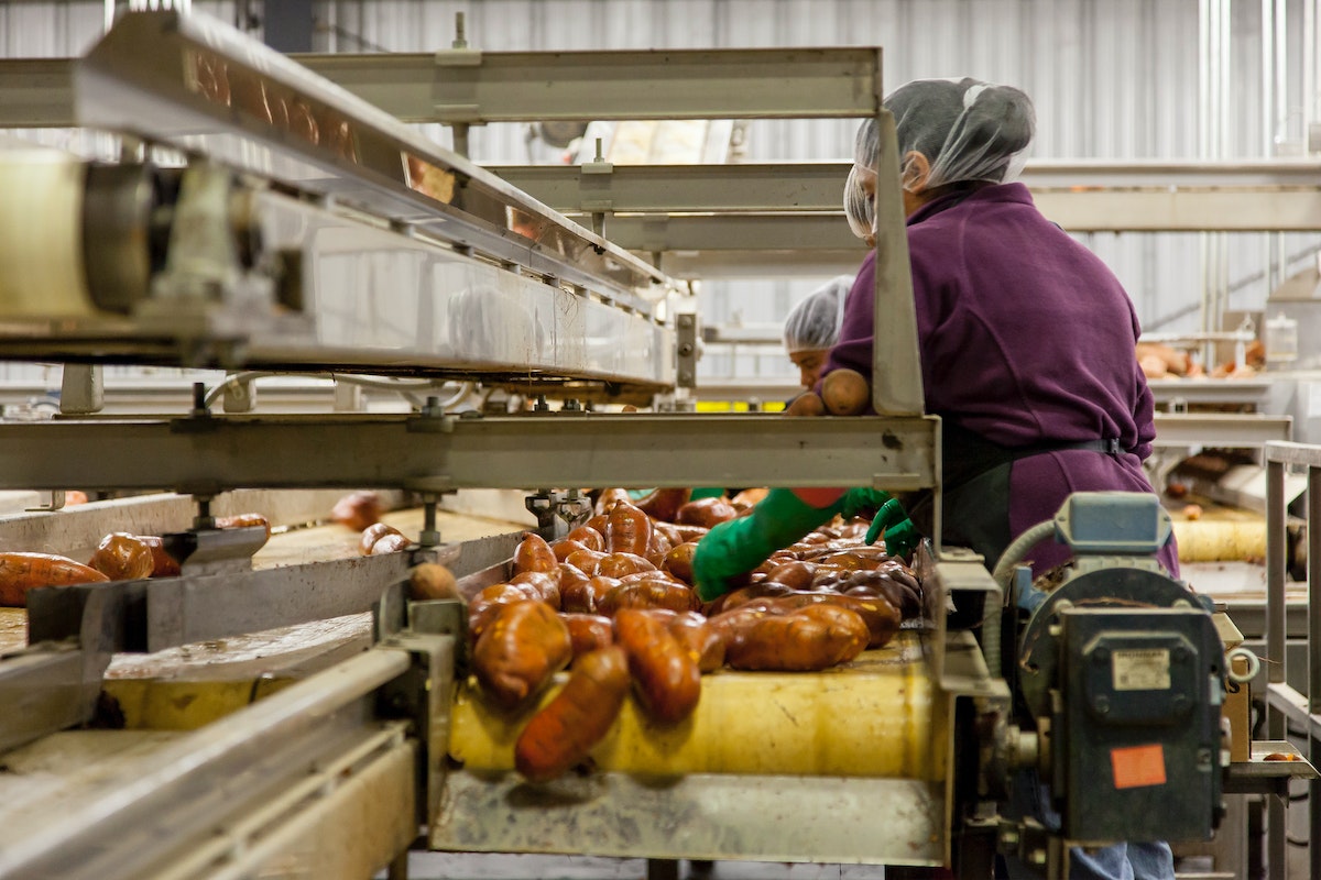 Woman Cleaning Sweet Potatoes